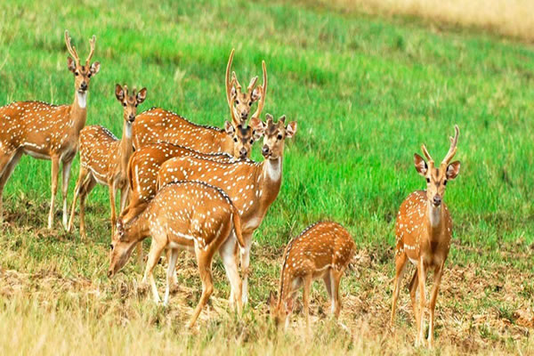 Minneriya National Park